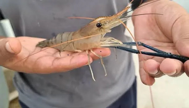 ESTUDIANTES DE LA UNAP INVESTIGAN CRIANZA DEL CAMARÓN GIGANTE DE MALASIA COMO ALTERNATIVA PARA DIVERSIFICAR LA ACUICULTURA EN EL DATEM DEL MARAÑÓN