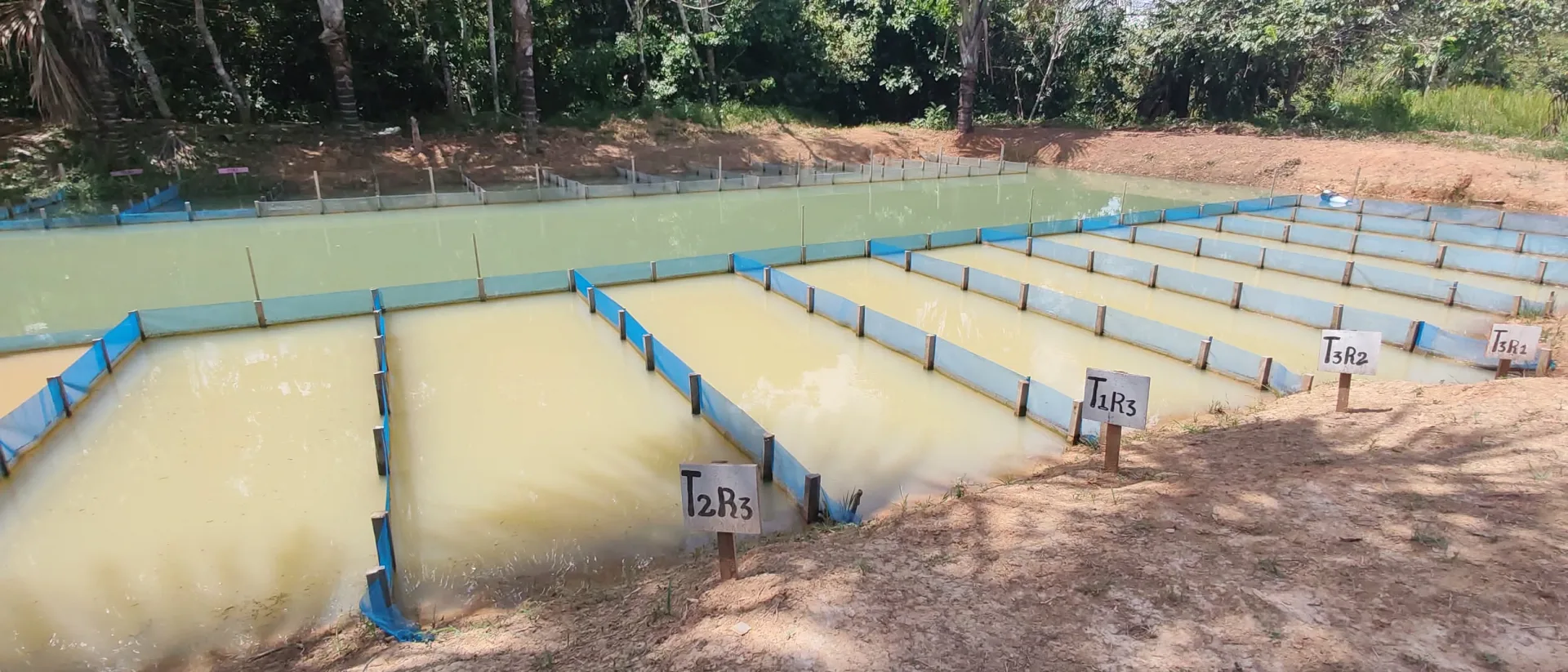 ESTUDIANTES DE LA UNAP INVESTIGAN CRIANZA DEL CAMARÓN GIGANTE DE MALASIA COMO ALTERNATIVA PARA DIVERSIFICAR LA ACUICULTURA EN EL DATEM DEL MARAÑÓN