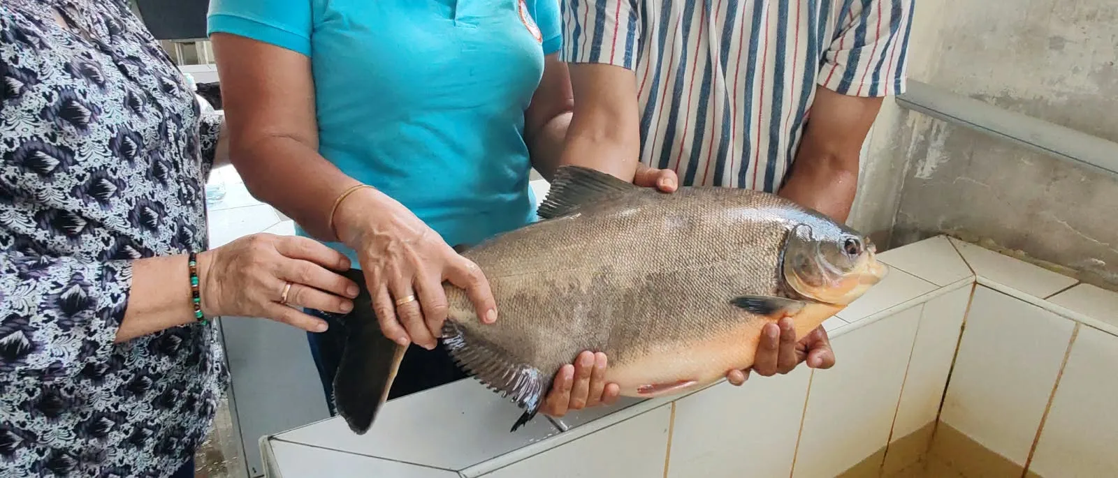 AUTORIDADES DE LA UNAP PARTICIPAN EN PROCESO DE REPRODUCCIÓN INDUCIDA DE PECES AMAZÓNICOS EN YURIMAGUAS