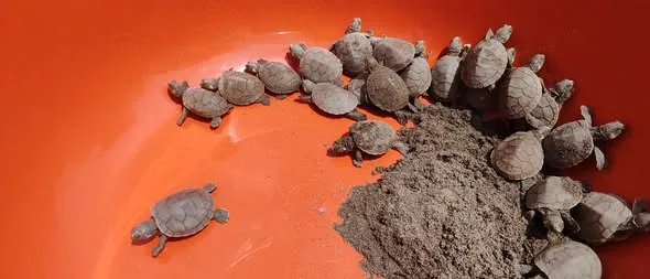 DELEGACIÓN DE LA UNAP PARTICIPA EN ECLOSIÓN DE CRÍAS DE TARICAYA EN PROYECTO DE CONSERVACIÓN EN EL DATEM DEL MARAÑÓN