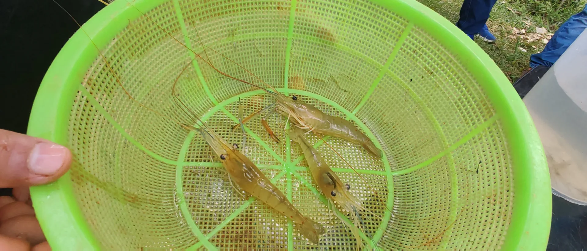 ESTUDIANTES DE LA UNAP INVESTIGAN CRIANZA DEL CAMARÓN GIGANTE DE MALASIA COMO ALTERNATIVA PARA DIVERSIFICAR LA ACUICULTURA EN EL DATEM DEL MARAÑÓN