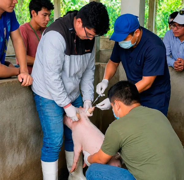 Estudiantes de Agronomía fortalecen competencias prácticas en manejo técnico de porcinos en la UNAP