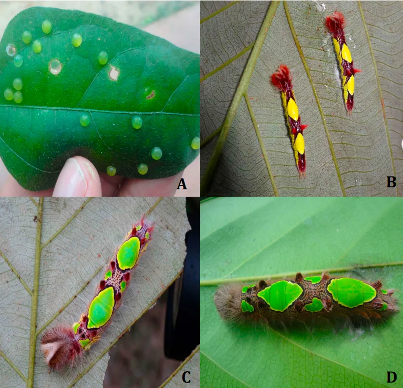 Investigación de la UNAP y el IIAP revela secretos científicos de la majestuosa mariposa azul de la Amazonía