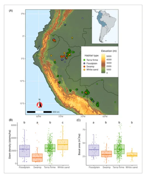 Rasgos de los árboles explican por qué algunas especies dominan los bosques amazónicos