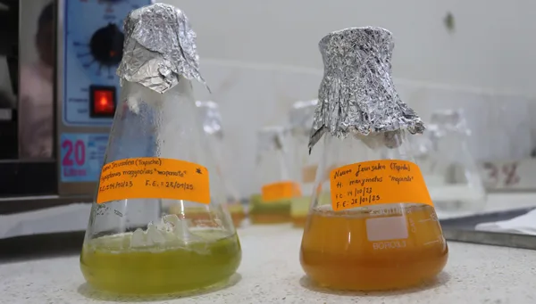 Proyecto de investigación en la UNAP revela contaminación por microplásticos en peces