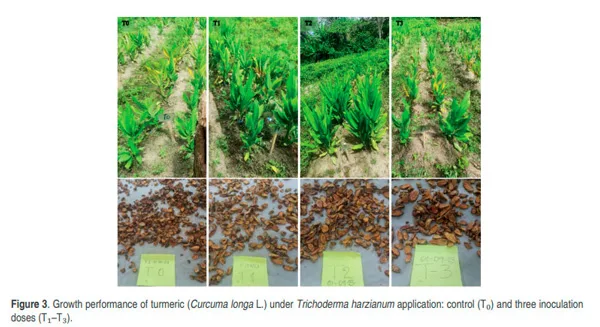 Investigación de la UNAP demuestra que bioinsumo mejora el rendimiento y la calidad de la cúrcuma en la Amazonía