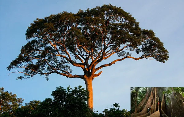 El árbol