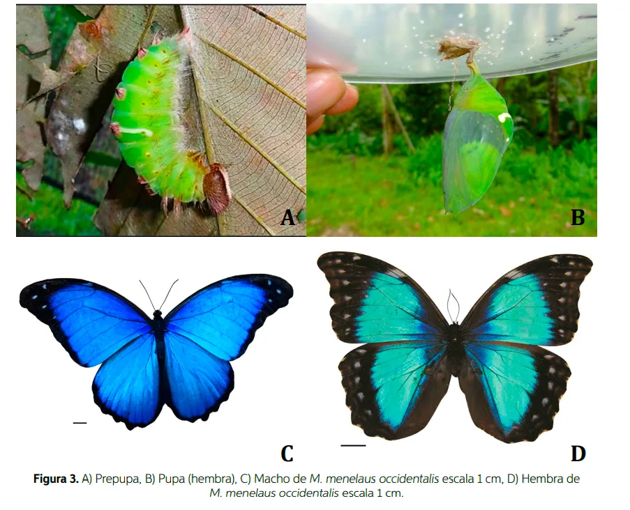 Investigación de la UNAP y el IIAP revela secretos científicos de la majestuosa mariposa azul de la Amazonía