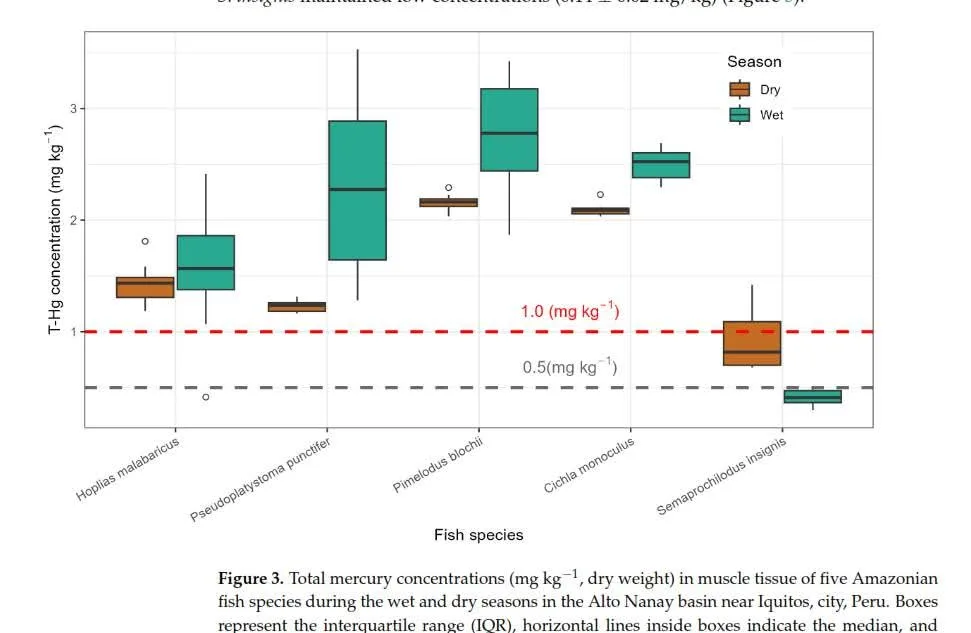 La UNAP realiza importante investigación sobre contaminación de peces con mercurio en el río Nanay